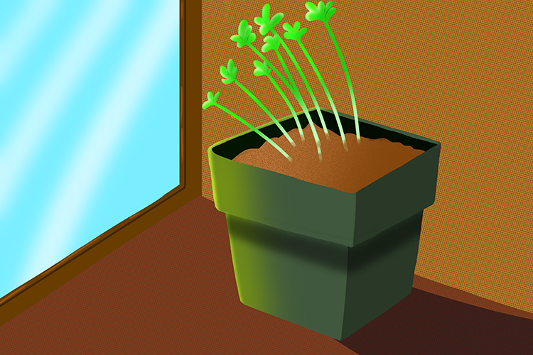 Example of indoor plants growing towards light because of phototropism